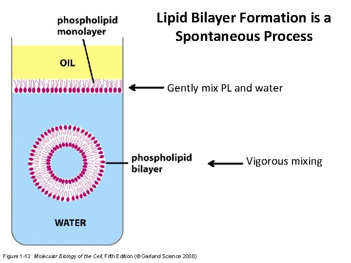 Lipid Bilayer Formation is a Spontaneous Process Gently mix PL and water Vigorous mixing