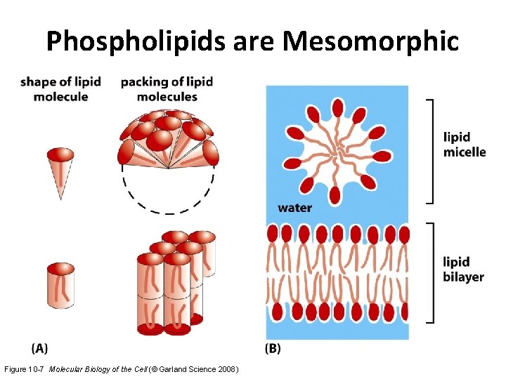 Phospholipids are Mesomorphic Figure 10 -7 Molecular Biology of the Cell (© Garland Science