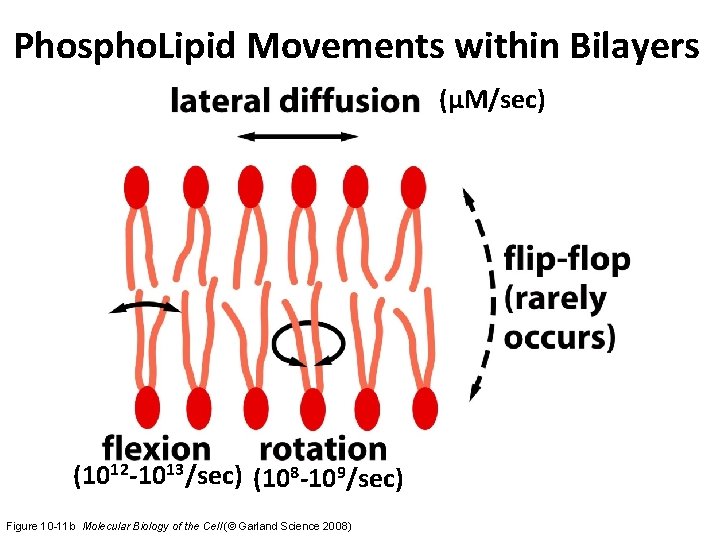 Phospho. Lipid Movements within Bilayers (µM/sec) (1012 -1013/sec) (108 -109/sec) Figure 10 -11 b