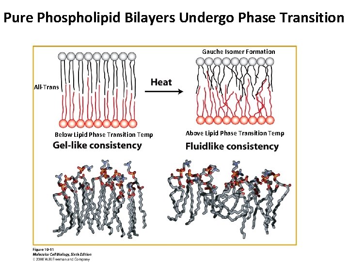 Pure Phospholipid Bilayers Undergo Phase Transition Gauche Isomer Formation All-Trans Below Lipid Phase Transition