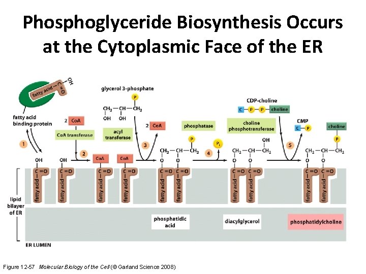 Phosphoglyceride Biosynthesis Occurs at the Cytoplasmic Face of the ER Figure 12 -57 Molecular