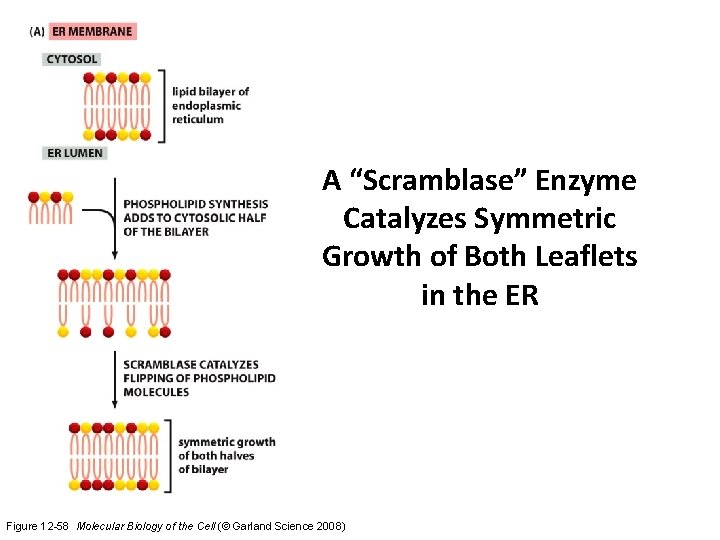 A “Scramblase” Enzyme Catalyzes Symmetric Growth of Both Leaflets in the ER Figure 12