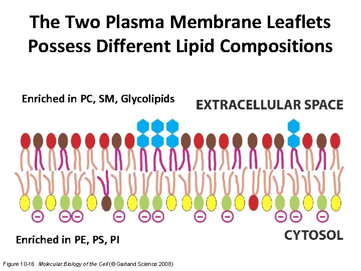 The Two Plasma Membrane Leaflets Possess Different Lipid Compositions Enriched in PC, SM, Glycolipids