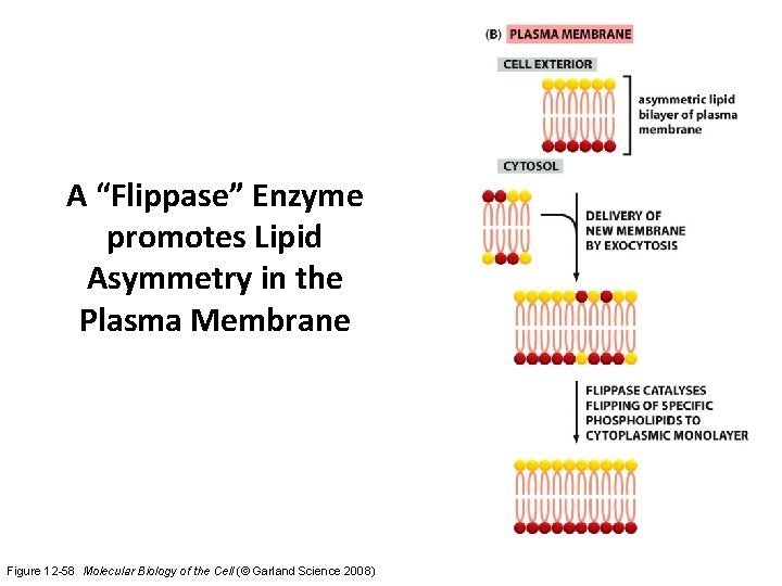 A “Flippase” Enzyme promotes Lipid Asymmetry in the Plasma Membrane Figure 12 -58 Molecular