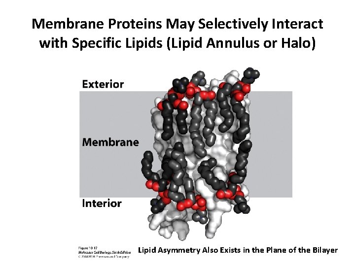 Membrane Proteins May Selectively Interact with Specific Lipids (Lipid Annulus or Halo) Lipid Asymmetry