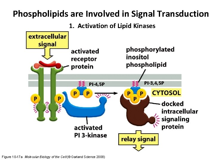 Phospholipids are Involved in Signal Transduction 1. Activation of Lipid Kinases PI-4, 5 P