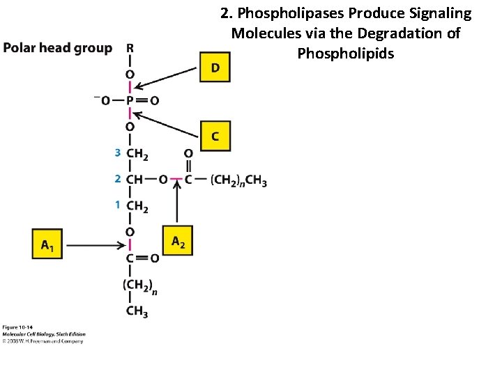 2. Phospholipases Produce Signaling Molecules via the Degradation of Phospholipids 