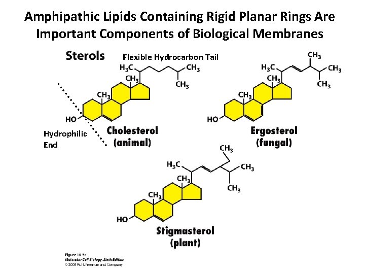 Amphipathic Lipids Containing Rigid Planar Rings Are Important Components of Biological Membranes Flexible Hydrocarbon
