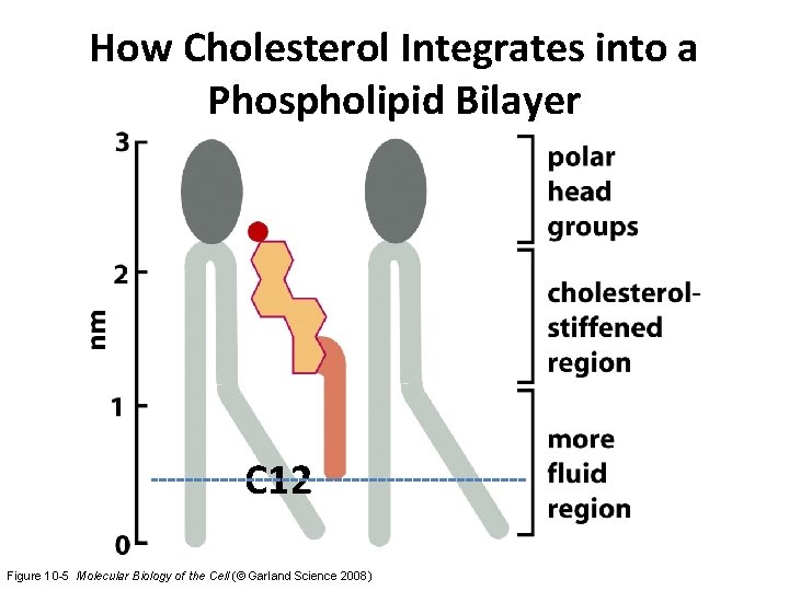 How Cholesterol Integrates into a Phospholipid Bilayer C 12 Figure 10 -5 Molecular Biology