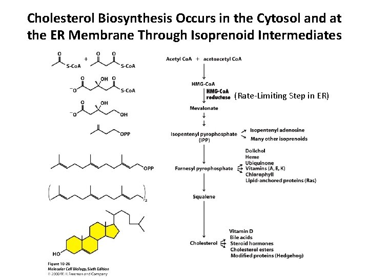 Cholesterol Biosynthesis Occurs in the Cytosol and at the ER Membrane Through Isoprenoid Intermediates