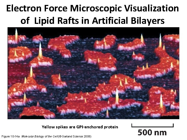 Electron Force Microscopic Visualization of Lipid Rafts in Artificial Bilayers Yellow spikes are GPI-anchored