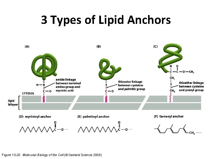 3 Types of Lipid Anchors Figure 10 -20 Molecular Biology of the Cell (©