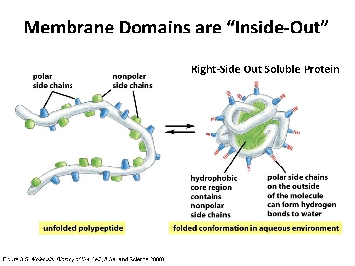 Membrane Domains are “Inside-Out” Right-Side Out Soluble Protein Figure 3 -5 Molecular Biology of