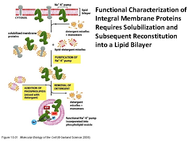 Functional Characterization of Integral Membrane Proteins Requires Solubilization and Subsequent Reconstitution into a Lipid