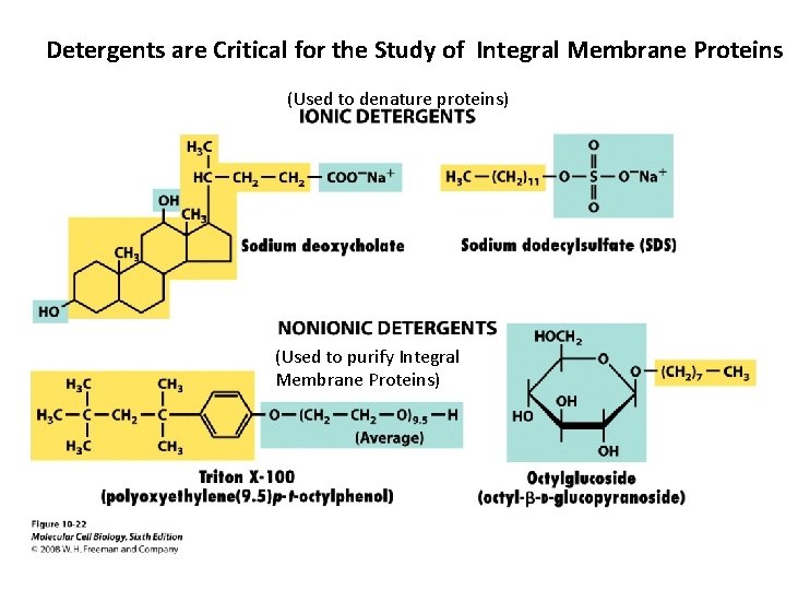 Detergents are Critical for the Study of Integral Membrane Proteins (Used to denature proteins)
