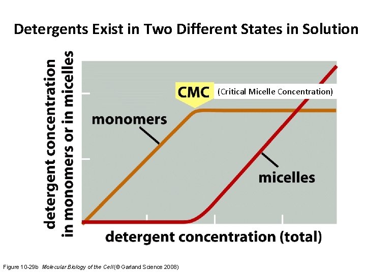 Detergents Exist in Two Different States in Solution (Critical Micelle Concentration) Figure 10 -29