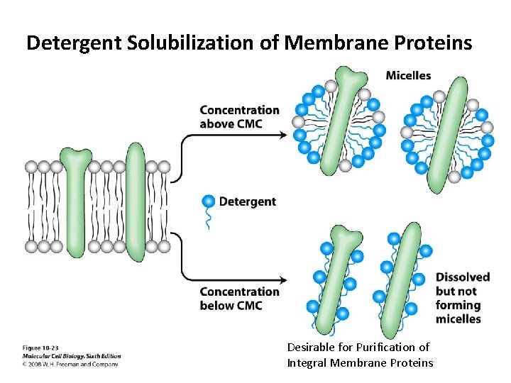 Detergent Solubilization of Membrane Proteins Desirable for Purification of Integral Membrane Proteins 