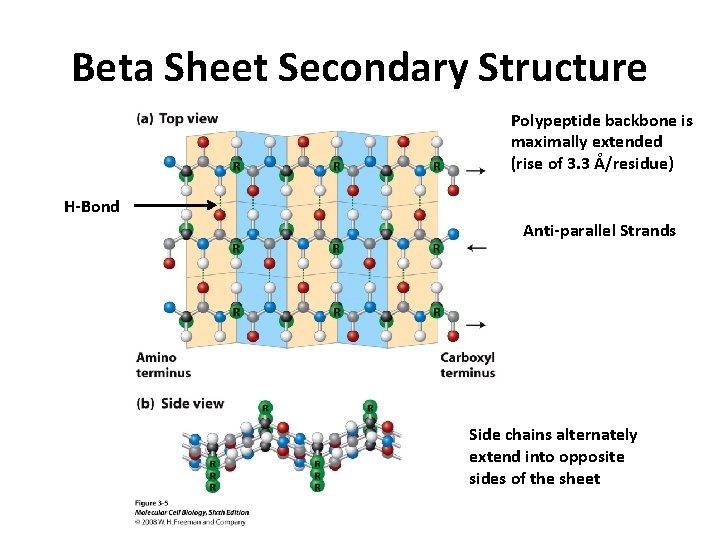 Beta Sheet Secondary Structure Polypeptide backbone is maximally extended (rise of 3. 3 Å/residue)