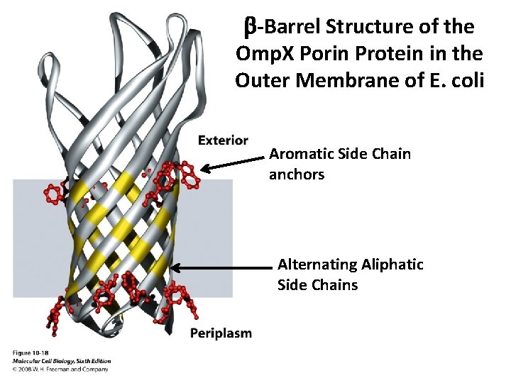 b-Barrel Structure of the Omp. X Porin Protein in the Outer Membrane of E.