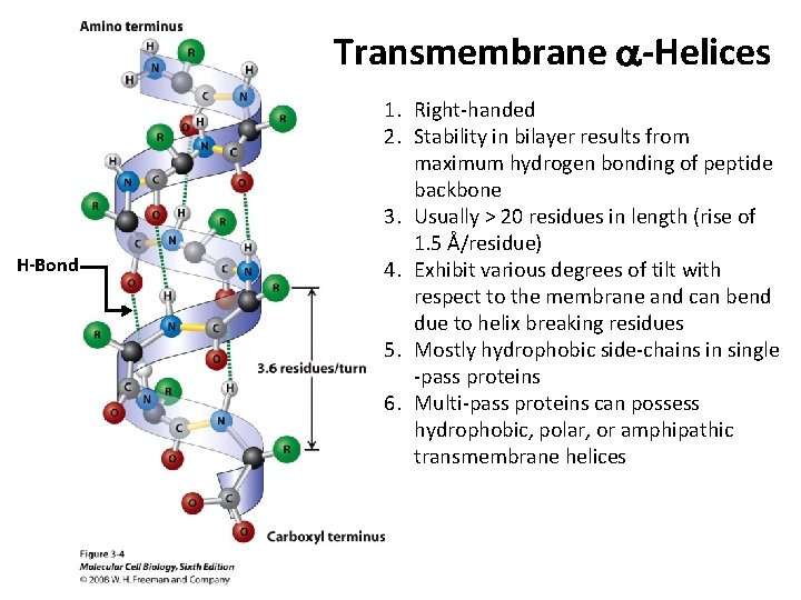 Transmembrane a-Helices H-Bond 1. Right-handed 2. Stability in bilayer results from maximum hydrogen bonding