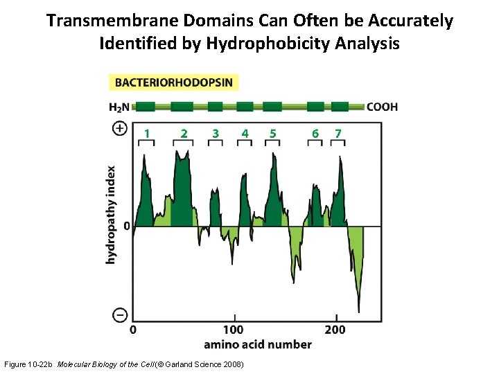 Transmembrane Domains Can Often be Accurately Identified by Hydrophobicity Analysis Figure 10 -22 b