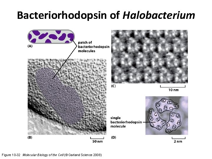 Bacteriorhodopsin of Halobacterium Figure 10 -32 Molecular Biology of the Cell (© Garland Science