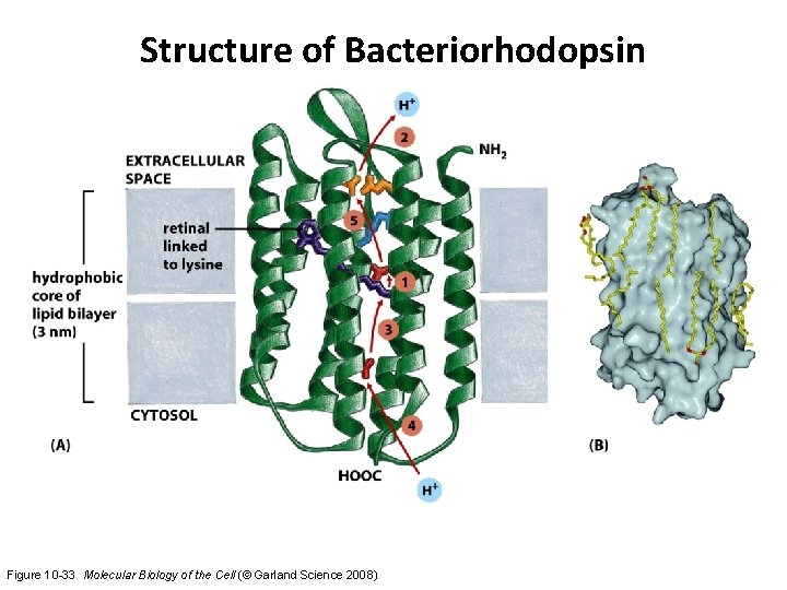 Structure of Bacteriorhodopsin Figure 10 -33 Molecular Biology of the Cell (© Garland Science