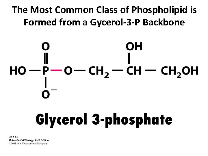 The Most Common Class of Phospholipid is Formed from a Gycerol-3 -P Backbone 
