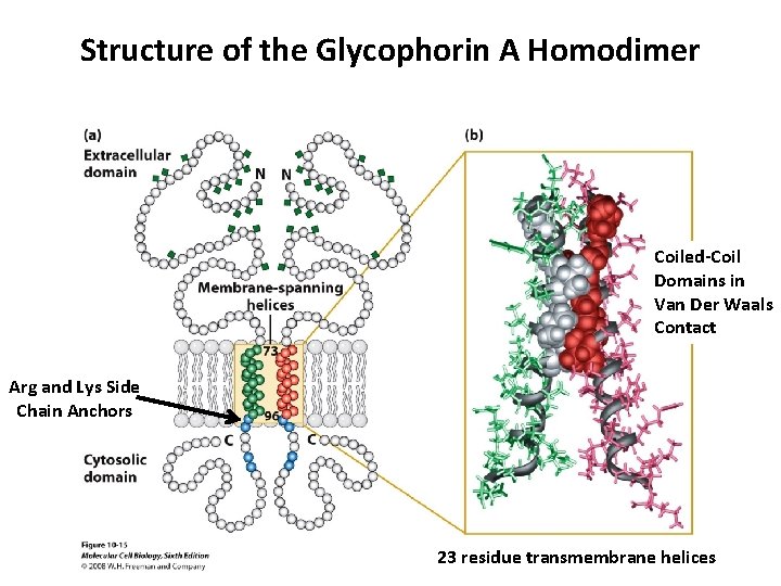 Structure of the Glycophorin A Homodimer Coiled-Coil Domains in Van Der Waals Contact Arg
