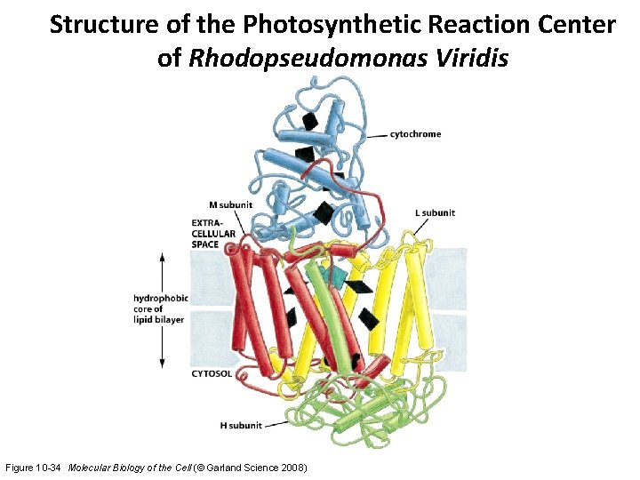 Structure of the Photosynthetic Reaction Center of Rhodopseudomonas Viridis Figure 10 -34 Molecular Biology