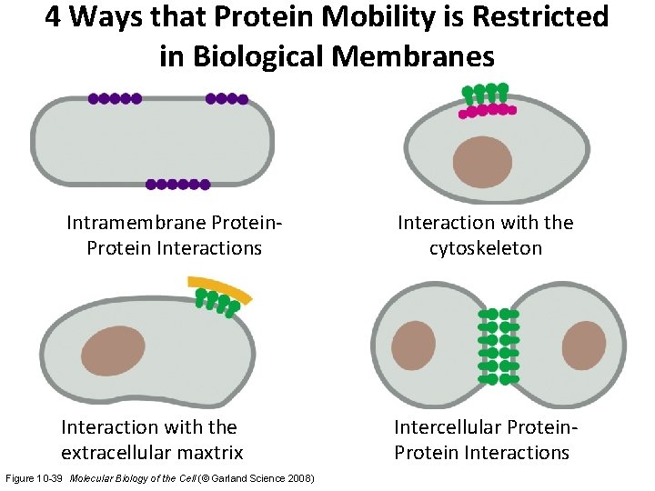 4 Ways that Protein Mobility is Restricted in Biological Membranes Intramembrane Protein Interactions Interaction