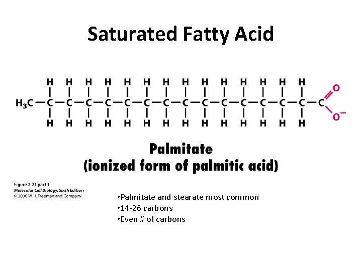 Saturated Fatty Acid • Palmitate and stearate most common • 14 -26 carbons •