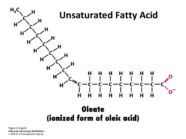 Unsaturated Fatty Acid 