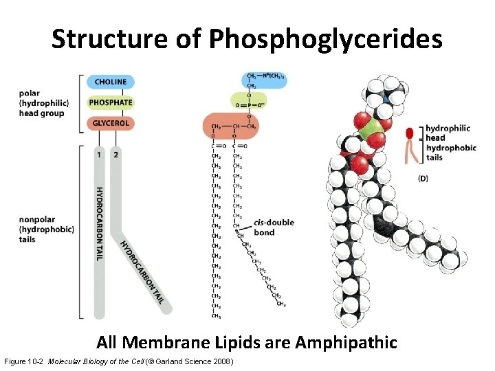 Structure of Phosphoglycerides All Membrane Lipids are Amphipathic Figure 10 -2 Molecular Biology of