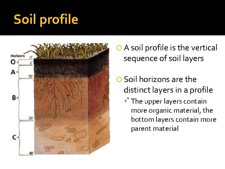 Soil profile A soil profile is the vertical sequence of soil layers Soil horizons