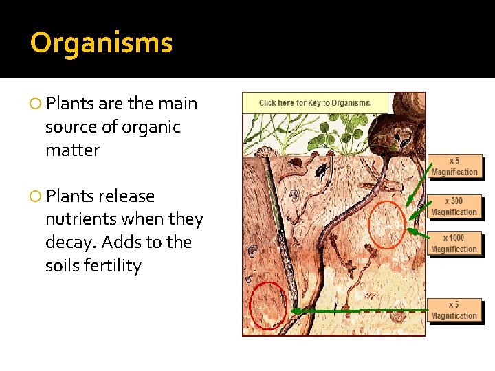 Organisms Plants are the main source of organic matter Plants release nutrients when they