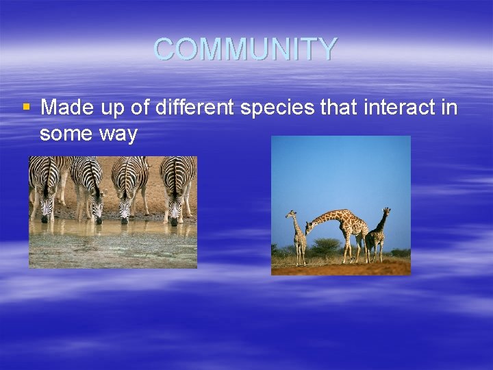 COMMUNITY § Made up of different species that interact in some way 