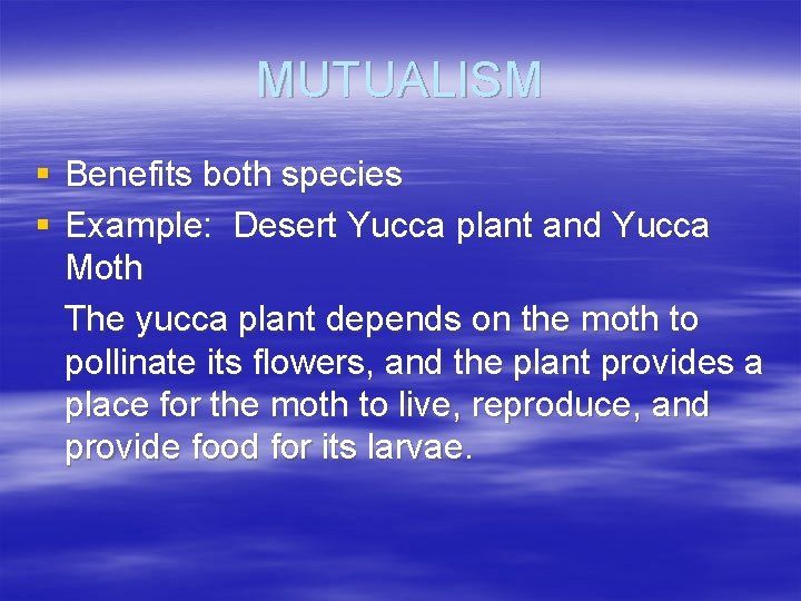 MUTUALISM § Benefits both species § Example: Desert Yucca plant and Yucca Moth The