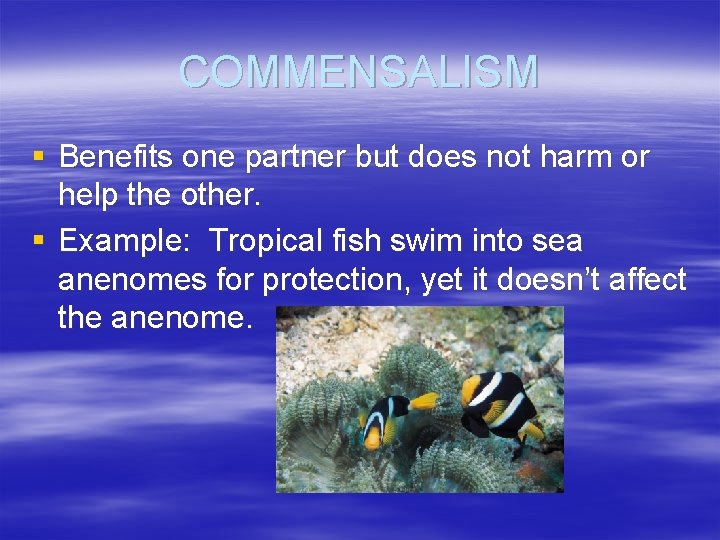 COMMENSALISM § Benefits one partner but does not harm or help the other. §