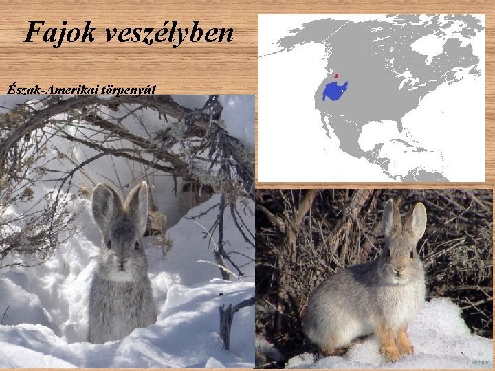 Fajok veszélyben Észak-Amerikai törpenyúl Fajok veszélyben Észak-Amerikai törpenyúl