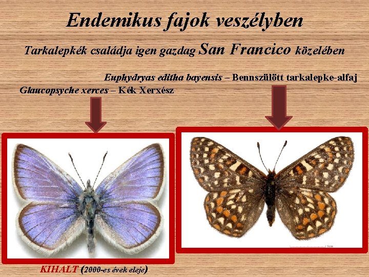 Endemikus fajok veszélyben Tarkalepkék családja igen gazdag San Francico közelében Euphydryas editha bayensis – Endemikus fajok veszélyben Tarkalepkék családja igen gazdag San Francico közelében Euphydryas editha bayensis –