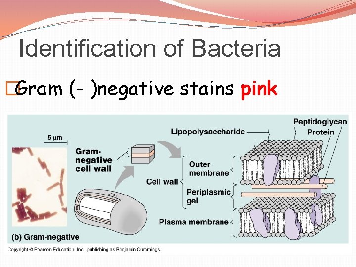 Identification of Bacteria �Gram (- )negative stains pink 