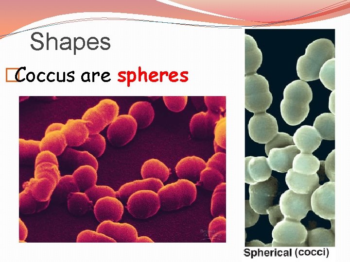 Shapes �Coccus are spheres 