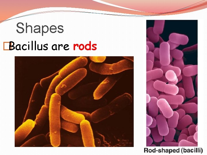 Shapes �Bacillus are rods 