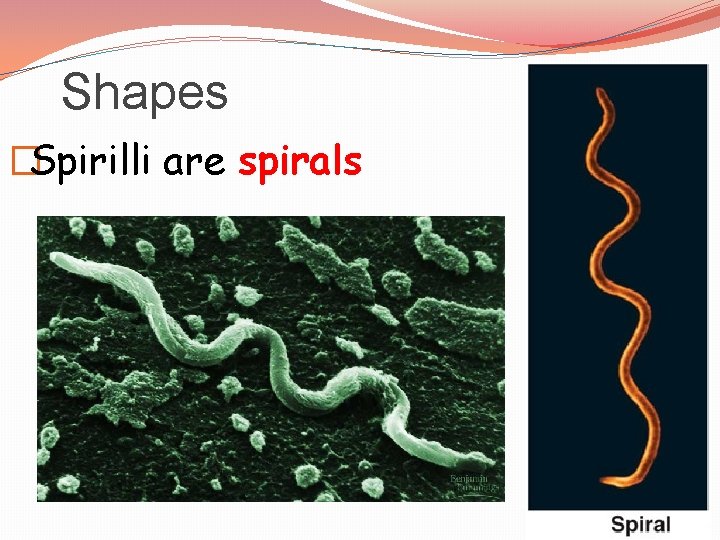 Shapes �Spirilli are spirals 