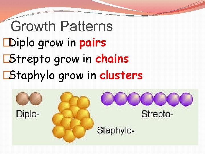 Growth Patterns �Diplo grow in pairs �Strepto grow in chains �Staphylo grow in clusters