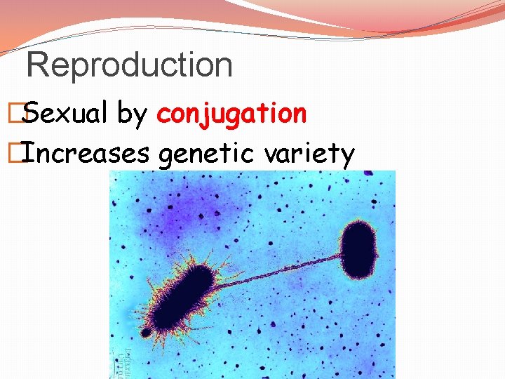 Reproduction �Sexual by conjugation �Increases genetic variety 