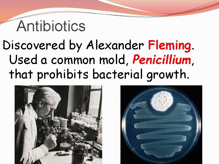 Antibiotics Discovered by Alexander Fleming. Used a common mold, Penicillium, that prohibits bacterial growth.