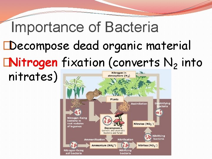 Importance of Bacteria �Decompose dead organic material �Nitrogen fixation (converts N 2 into nitrates)