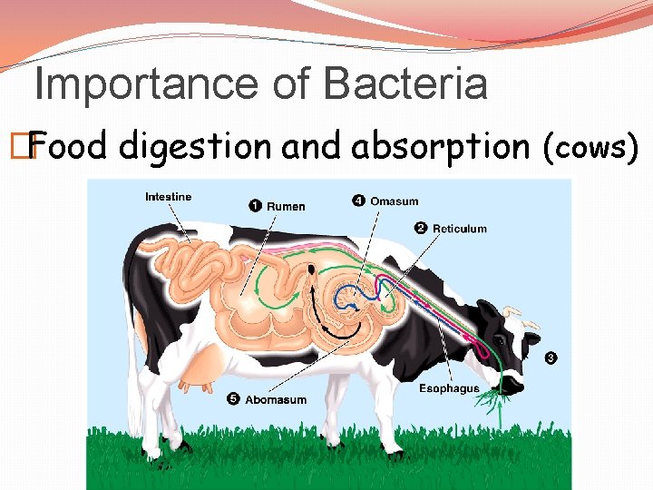 Importance of Bacteria �Food digestion and absorption (cows) 